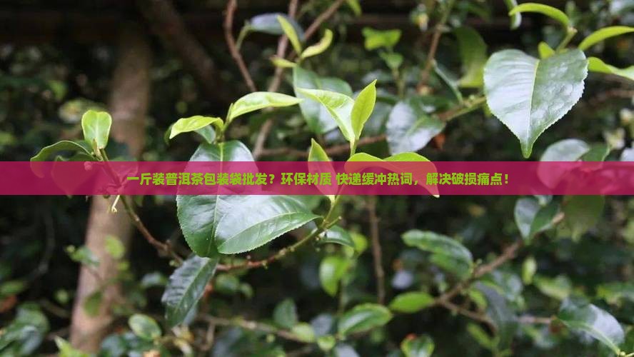一斤装普洱茶包装袋批发