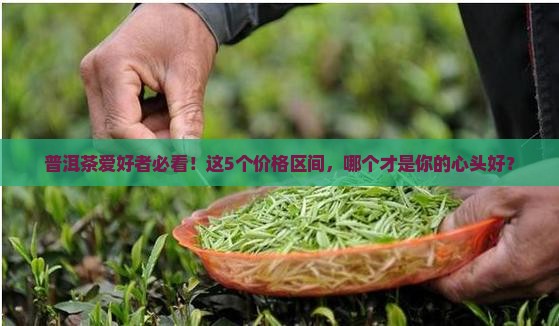 普洱茶好茶价格