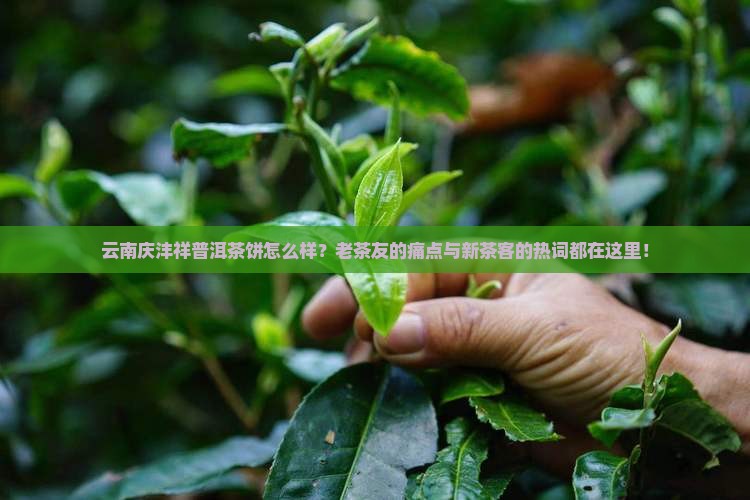 云南庆沣祥普洱茶饼