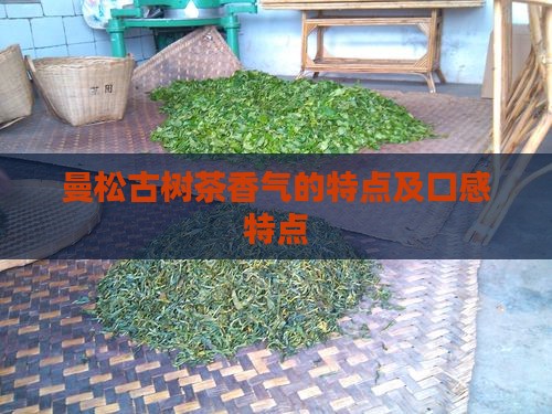 曼松古树茶香气的特点