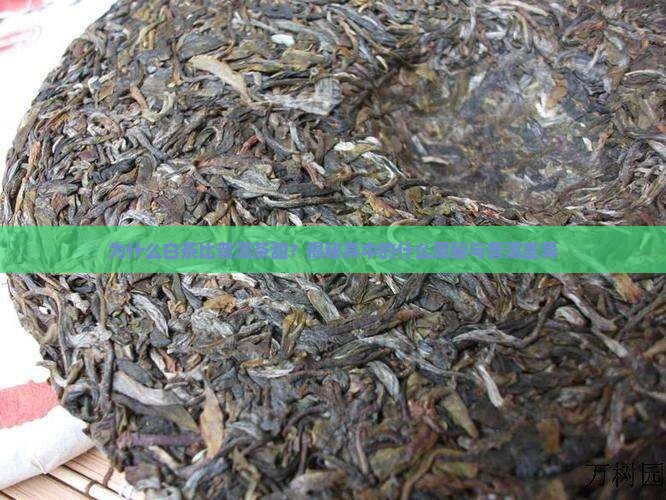 为什么白茶比普洱茶甜