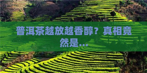 普洱茶放越久越合适吗吗