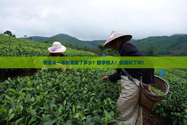 普洱茶一年销量