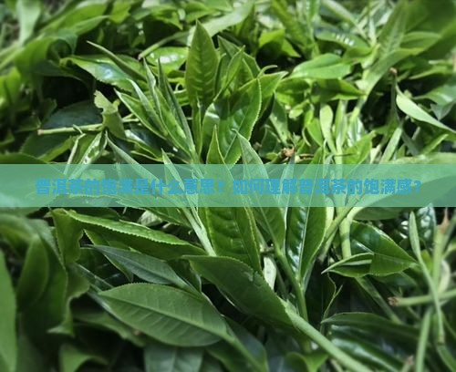 普洱茶的饱满是什么意思