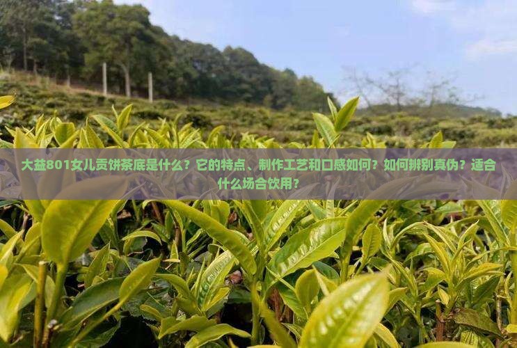 大益801女儿贡饼茶底