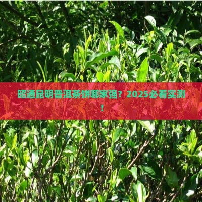 昭通昆明普洱茶饼品牌