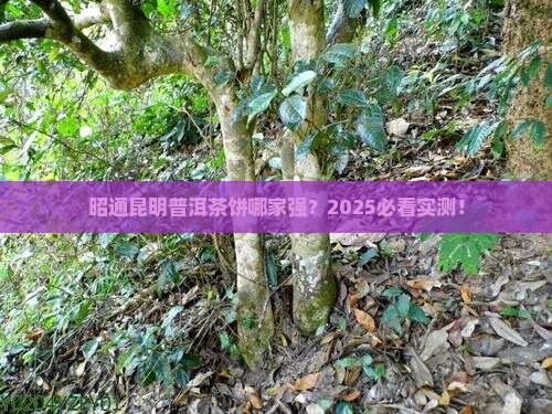 昭通昆明普洱茶饼品牌