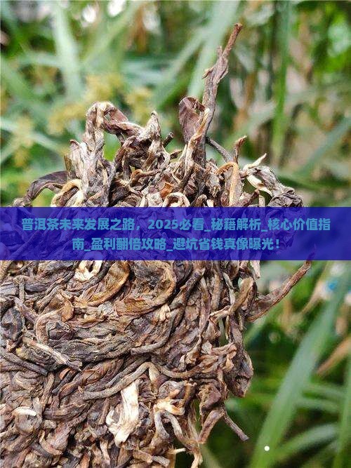 普洱茶未来发展之路 普洱茶未来发展之路