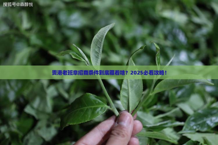 贵港老班章招商条件