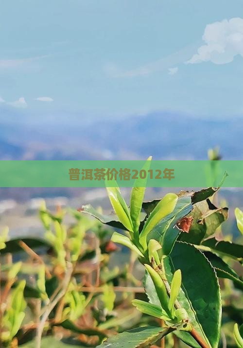 普洱茶价格2012年