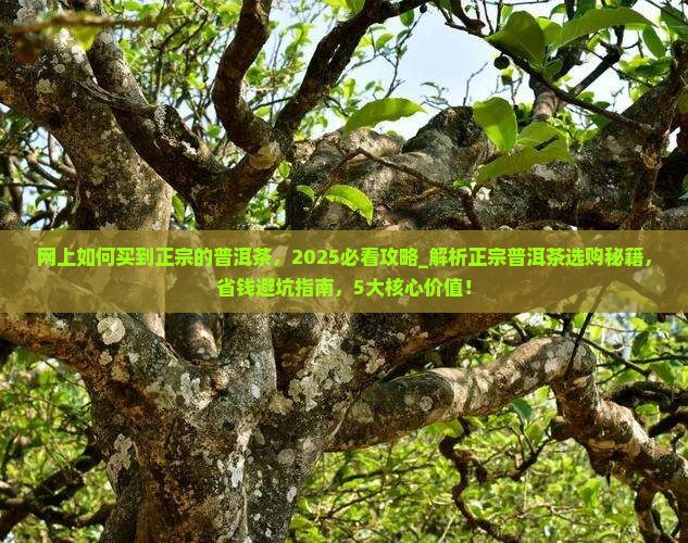 网上如何买到正宗的普洱茶