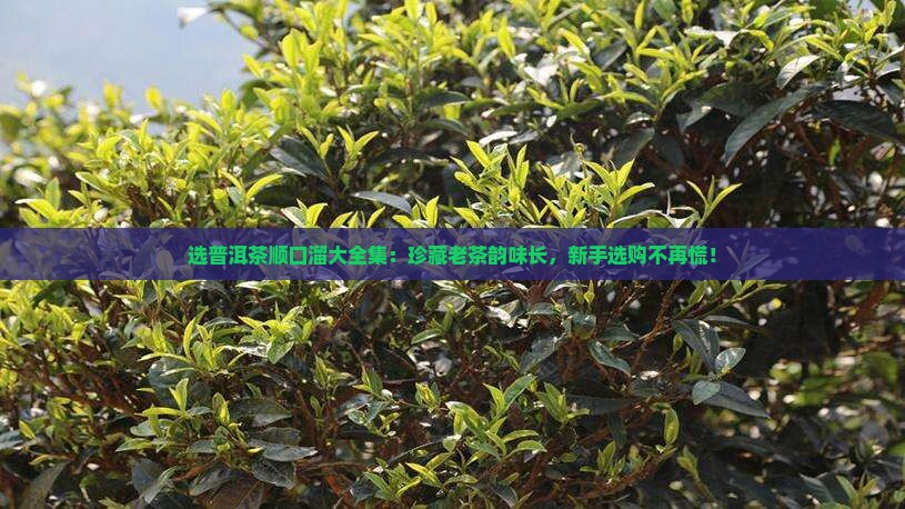 选普洱茶顺口溜大全集