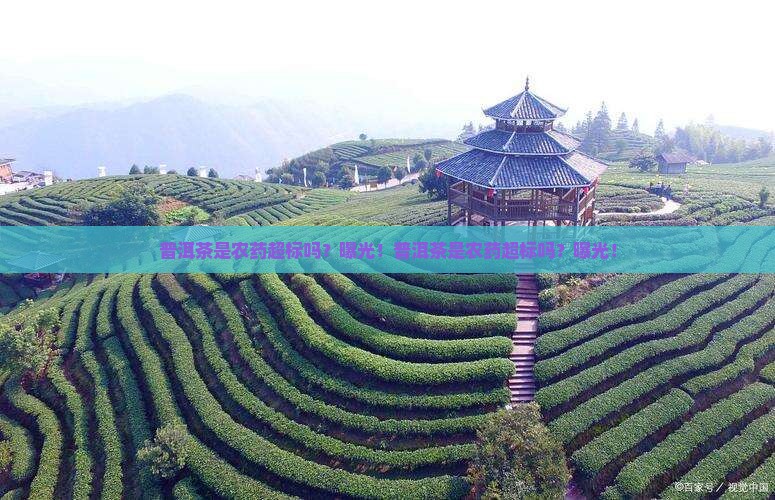 普洱茶是农药超标吗