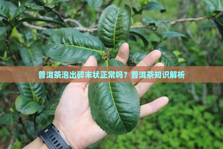 普洱茶泡出来是碎末状的吗