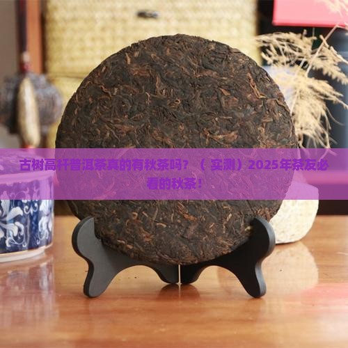 古树高杆普洱茶有秋茶吗