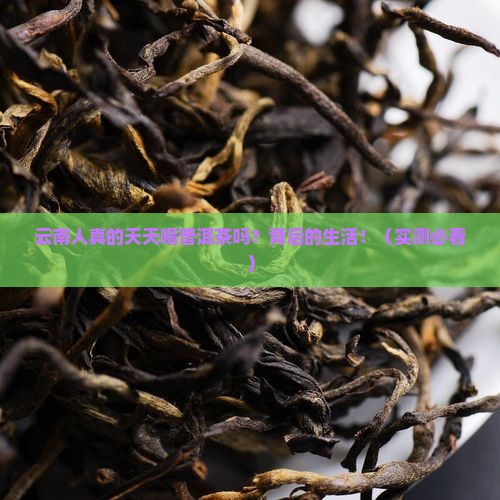 云南人经常喝普洱茶吗