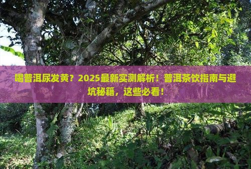 喝普洱尿会发黄吗