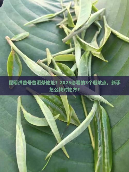 昆明洪普号普洱茶地址