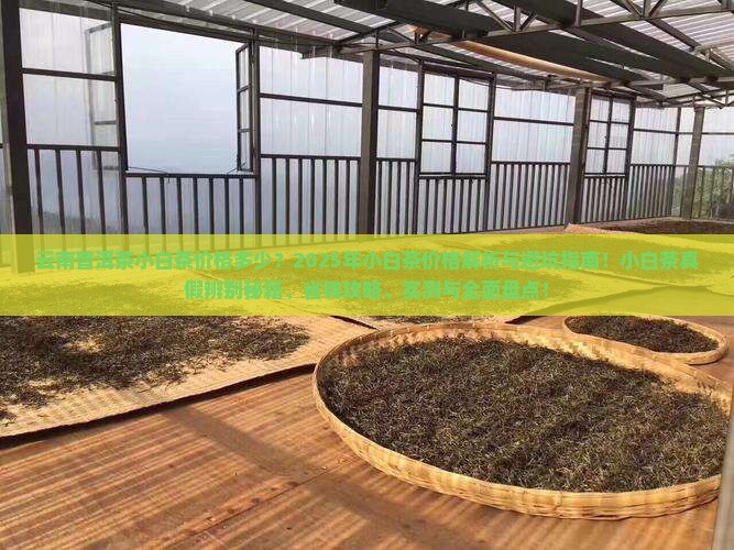 云南普洱茶小白茶价格多少
