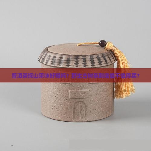 普洱茶探山采味好喝吗怎么样