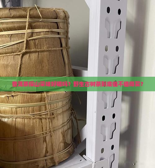 普洱茶探山采味好喝吗怎么样