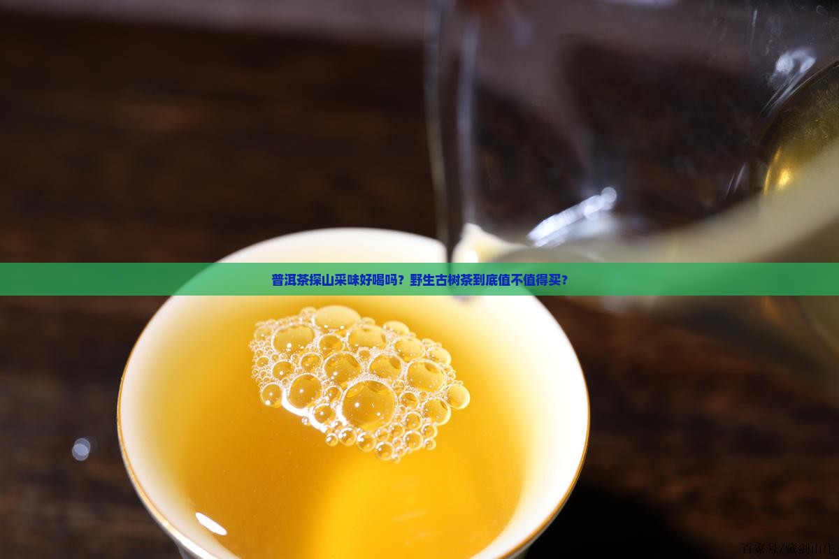 普洱茶探山采味好喝吗怎么样