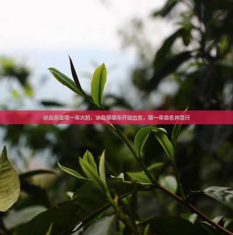 冰岛茶是哪一年火的