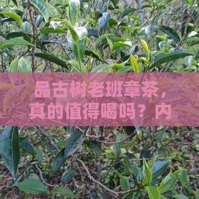 品古树老班章茶