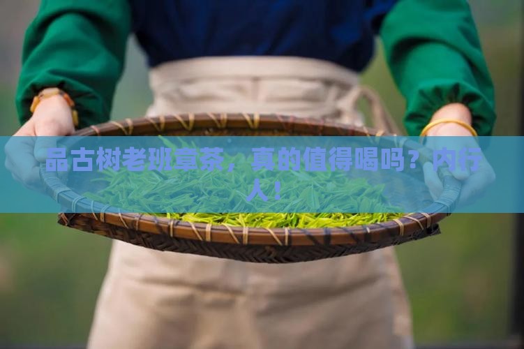 品古树老班章茶