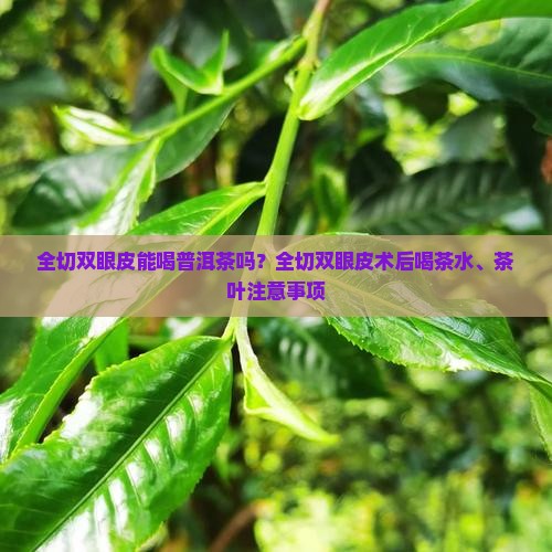 全切双眼皮能喝普洱茶吗