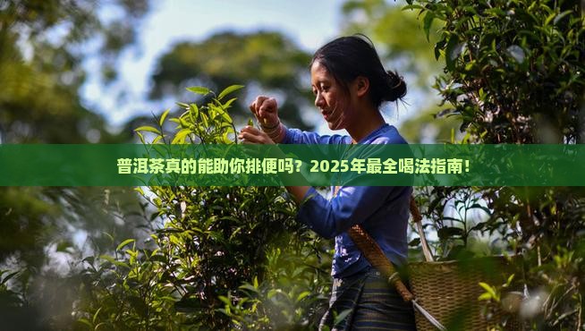 普洱茶喝有助于排便吗好吗