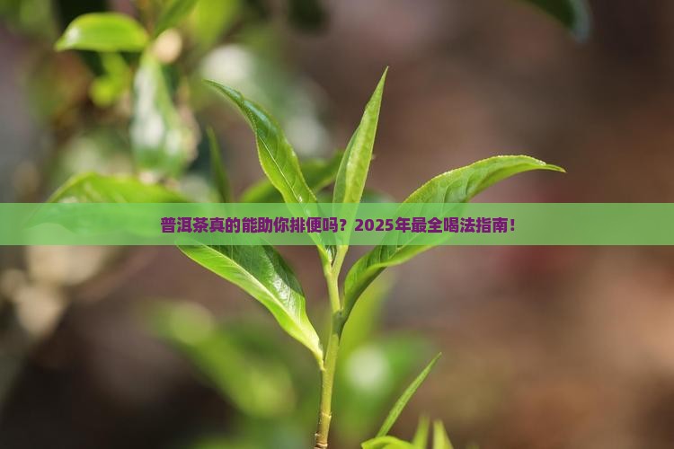 普洱茶喝有助于排便吗好吗