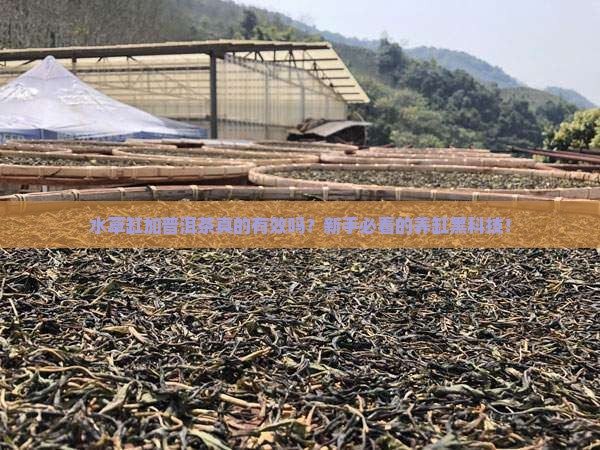 水草缸加普洱茶