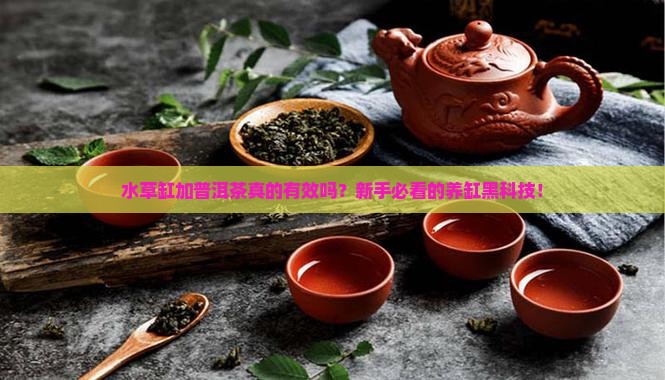 水草缸加普洱茶