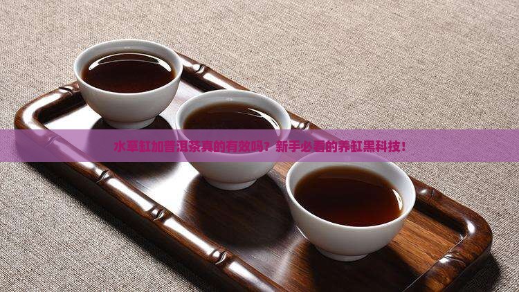 水草缸加普洱茶