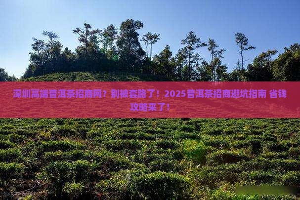 深圳高端普洱茶招商网官网