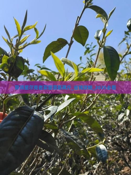 穿鸿星尔克者买普洱茶两斤
