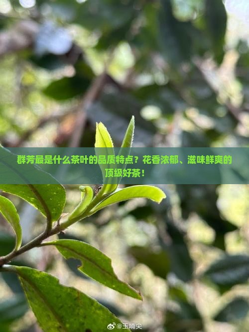 群芳最是什么茶叶的品质特点