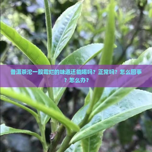 普洱茶沱一股霉烂的味道