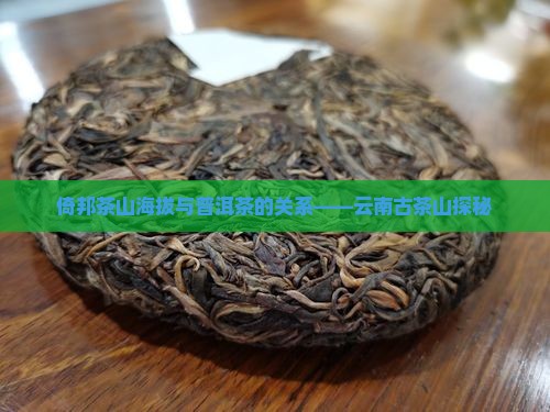 倚邦古茶山海拔