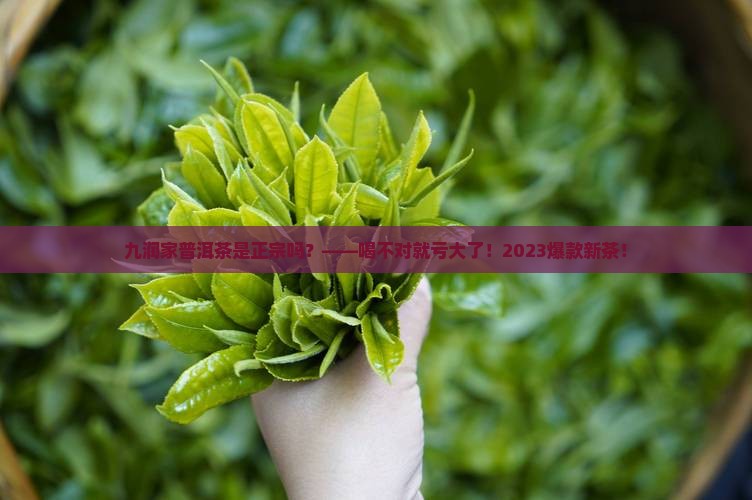 九润家普洱茶是正宗吗