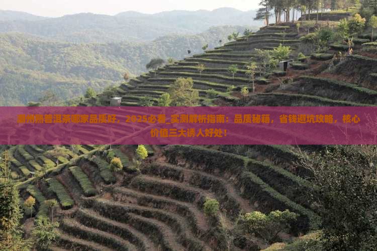 潮州熟普洱茶哪家品质好