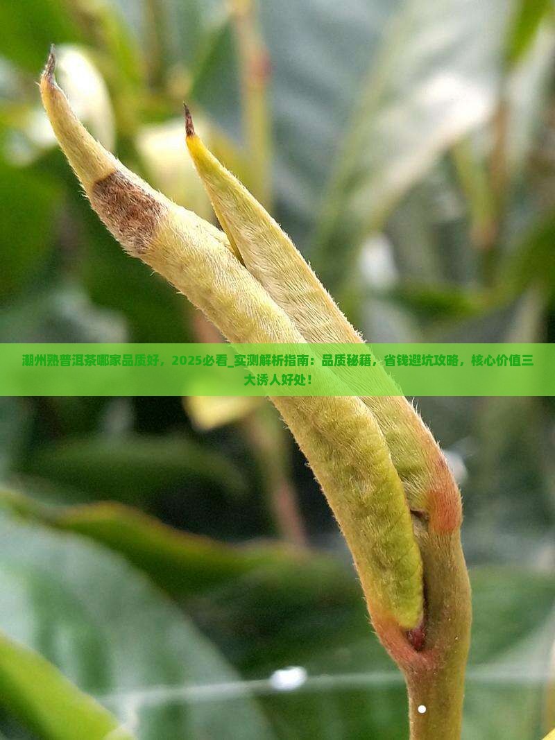 潮州熟普洱茶哪家品质好