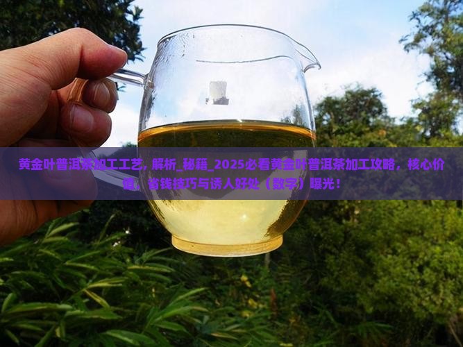 黄金叶普洱茶加工工艺