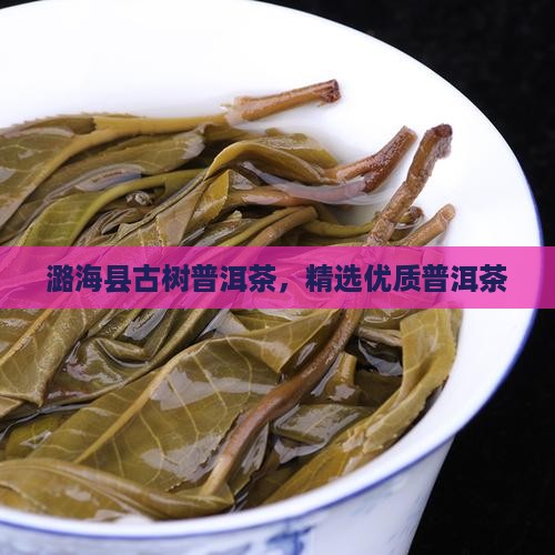 潞海县古树普洱茶