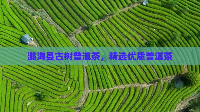潞海县古树普洱茶