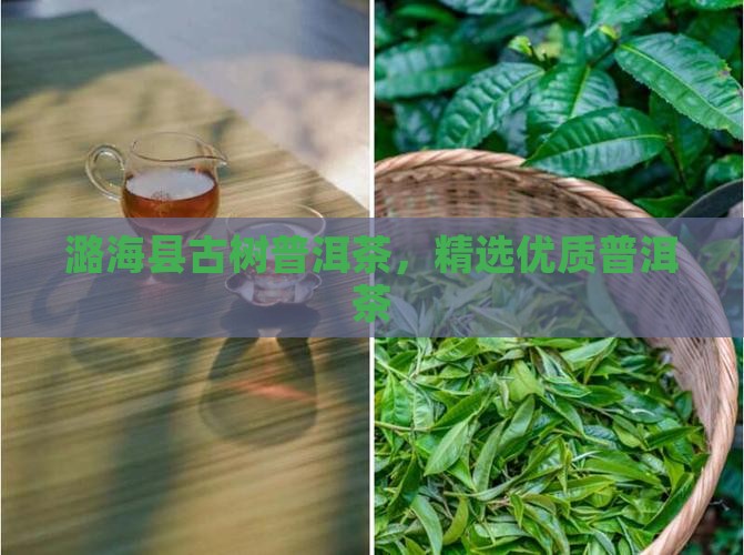 潞海县古树普洱茶