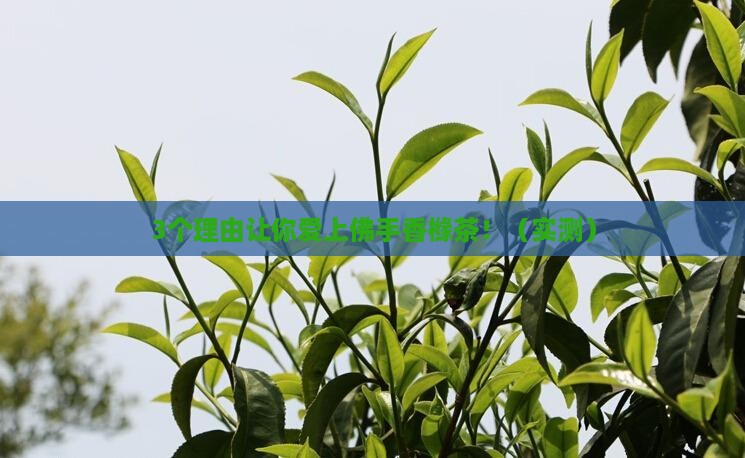 佛手香橼茶是什么茶味道怎样