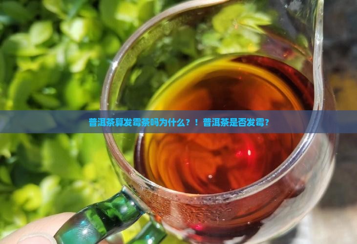 普洱茶算发霉茶吗为什么