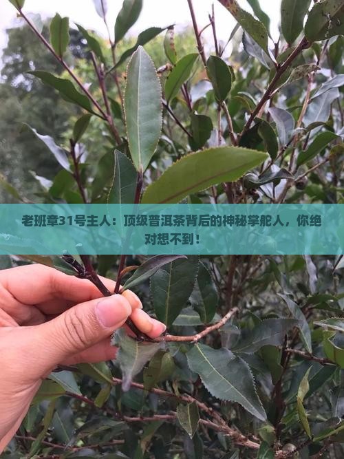老班章31号主人
